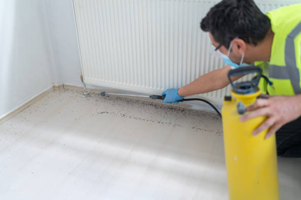 Best Wasp Removal Services  in Bolivar, MO